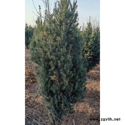 红豆杉杯苗产地供应 高度有30-70高度 价格便宜