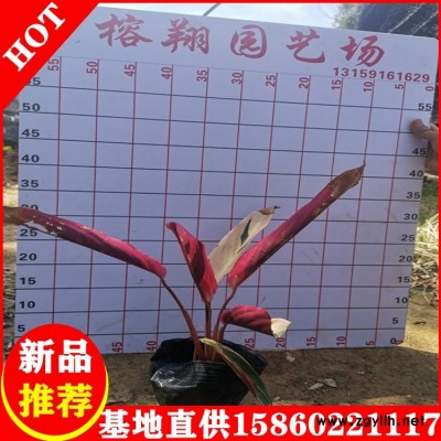 七彩竹芋大量供应农户自产自销欢迎选购