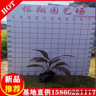 亮叶朱焦袋苗批发市政园林工程苗自家苗木