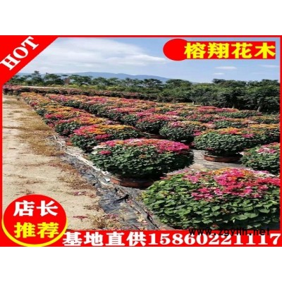 三角梅球形200起