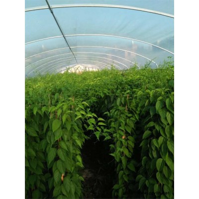 巢湖市批发种植炮仗花价格低炮仗花图片
