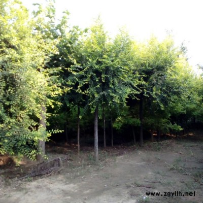 金叶榆造型 园林造型树 西北苗木基地