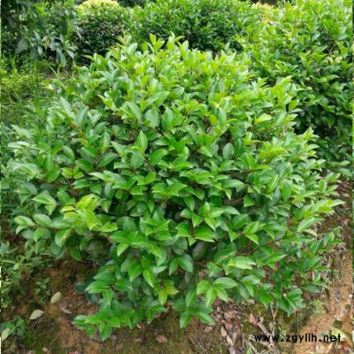 庭院景观绿化苗木 茶梅球 工程绿化树 茶梅树苗 基地直供