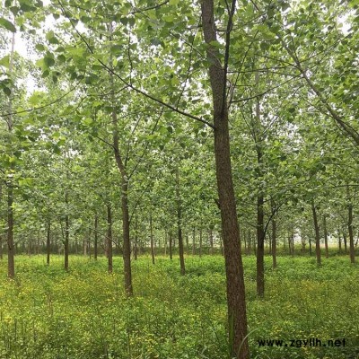 杨树常年批发 基地供应杨树苗 杨树苗木 速生杨树
