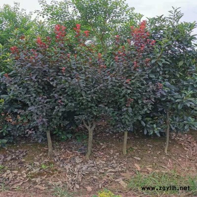 供应河南4-5公分红叶李农户批发 5公分紫薇占地苗