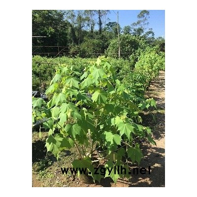 杭州30公分木芙蓉小苗价格报价多少