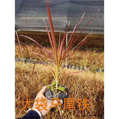 桐乡市批发乔灌木花卉园林绿化苗大袋马尾铁质优价廉