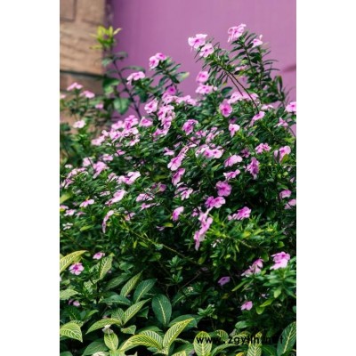 1月份种植的长春花在苏州价格是多少
