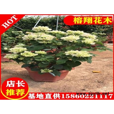 三角梅盆苗18元起