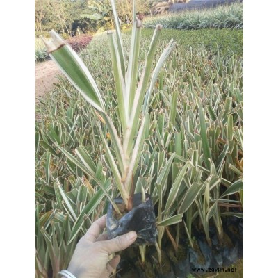种植出售山管兰好管理易成活基地自销物美价廉