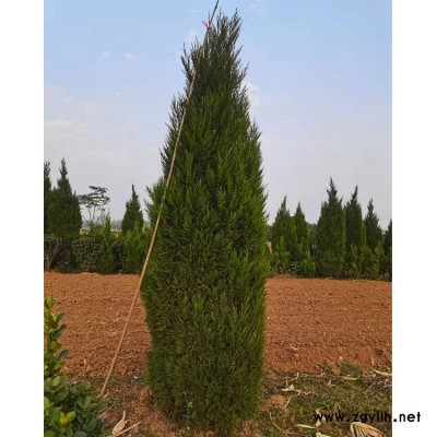 大型塔柏基地 圆柏 塔柏 河南苗圃塔柏 量大价低