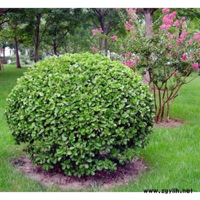 大叶黄杨球 道路色块 绿篱植物 四季长青护