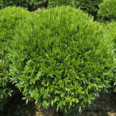 雀舌黄杨批发工程绿化黄杨基地种植大叶雀舌黄杨量大从优常青绿化