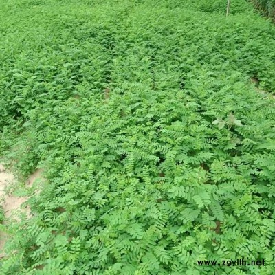 四季青紫穗槐苗木 紫穗槐常年供应