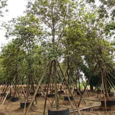 专业苗木种植基地批发少花风铃木 多花风铃木