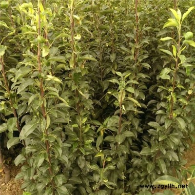 梨苗种植基地 皇冠梨树苗 绿化工程