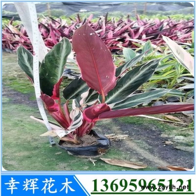 七彩竹芋自家苗圃批发各种规格货源充足质量好