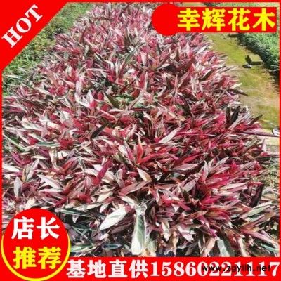 七彩竹芋种植方法园林绿植规格齐全质优价廉