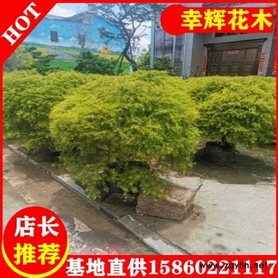 黄金宝树1.5-2米球形优美各种规格齐全自家苗木欢迎选购