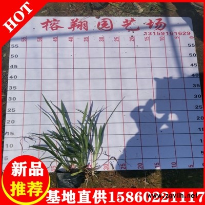 吉祥草地被绿化草本植物吉祥草移植苗小杯苗易成活