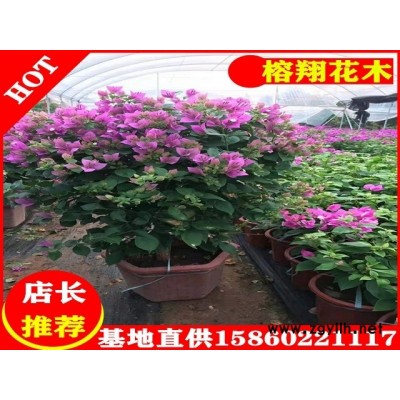 三角梅80cm毛球35起