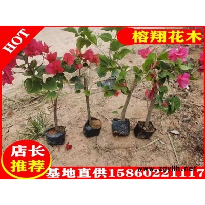 三角梅袋苗2.5