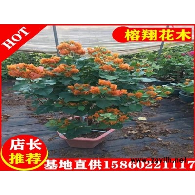 三角梅盆苗22元起