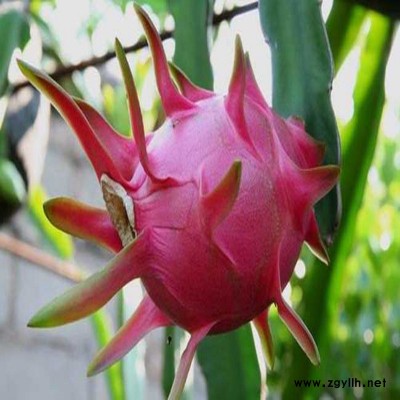 凤凰红绣球火龙果苗品种介绍