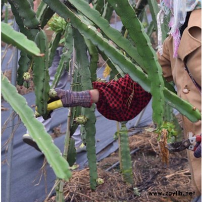 东港台湾大红火龙果苗什么地方出售