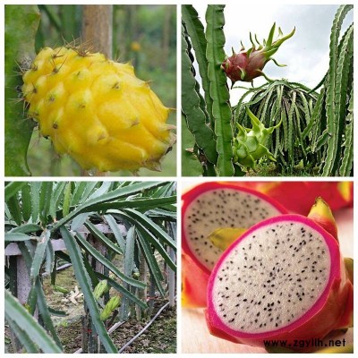 带岭黄芯火龙果苗多少钱一株