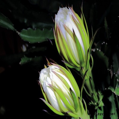 吴起红绣球火龙果苗咨询