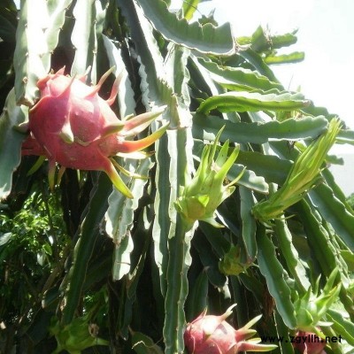 苏仙优质火龙果苗不二之选