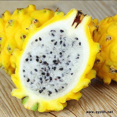 沛县红玫瑰火龙果苗效果怎么样