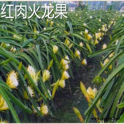 神池黄芯火龙果苗行情价格