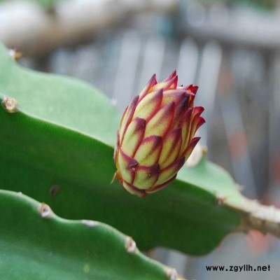 高阳红玫瑰火龙果苗厂家|客户至上