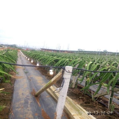 江安四季红火龙果苗优惠价多少？