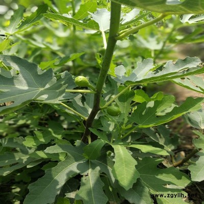 原阳布兰瑞克无花果苗新品种