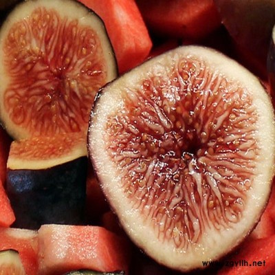 石林一公分无花果苗质量保证