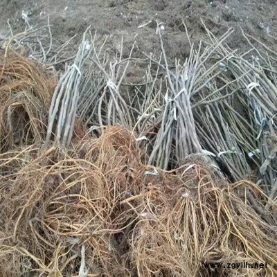 南沙三公分无花果苗厂家铸造辉煌