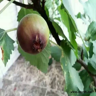 浦东脱毒无花果苗优惠价多少？