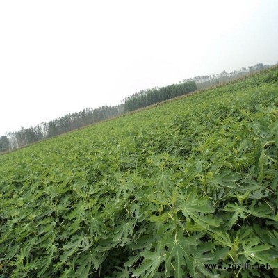 库车黑色使命无花果苗如何管理