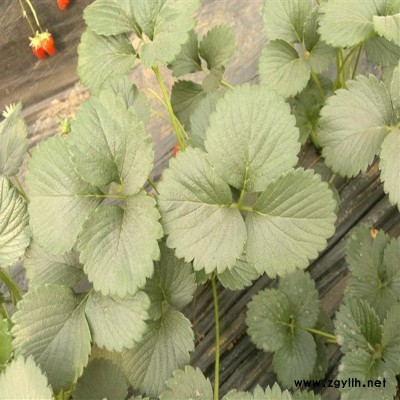 四会脱毒草莓苗哪家好