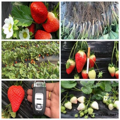 宝清脱毒草莓苗什么地方出售