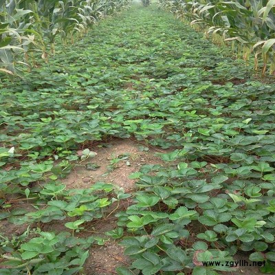 上高生产草莓苗怎么代理
