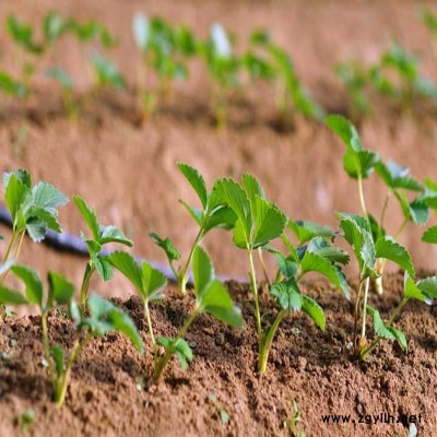 昌宁京桃香草莓苗口碑推荐