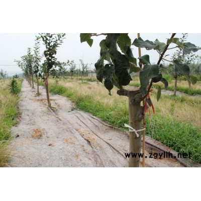 郎溪潮巅1号苹果苗点击查看