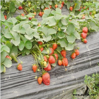 桑植妙香草莓苗批发价