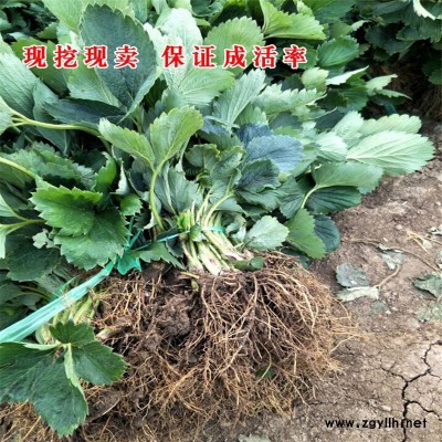 黄石港甜查理草莓苗培育要求