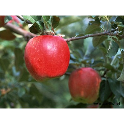 淮上专业培育苹果苗什么地方出售