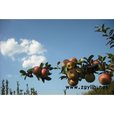 龙门烟3号苹果苗怎么买